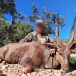 Cape Bushbuck